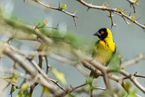 Images Dated 19th February 2020: Africa, Tanzania, Mikumi National Park. Masked weaver