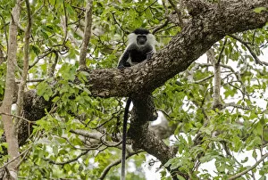 Images Dated 19th February 2020: Africa, Tanzania, Mikumi National Park. An angolan black and white colobus in a tree
