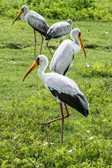 africa, Tanzania, Ngorongoro crater. Yellow billed storks