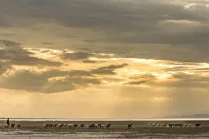 Africa, Tanzania, Northern part. A goat herd with a shepherd heading home at sunset