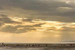 Africa, Tanzania, Northern part. A goat herd with a shepherd heading home at sunset Africa, Tanzania, Northern part. A goat herd with a shepherd heading home at sunset