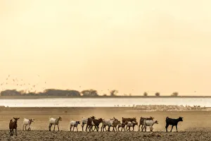 Africa, Tanzania, Northern part. A goat herd heading home at sunset at Lake Eyasi