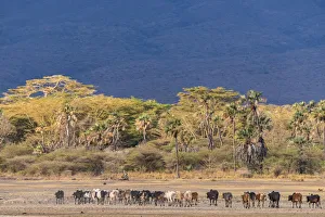 Africa, Tanzania, Northern part. A cattle herd heading home at Lake Eyasi