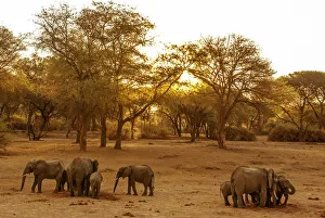 Africa, Tanzania, Ruaha National Park. Elephant family digging for water