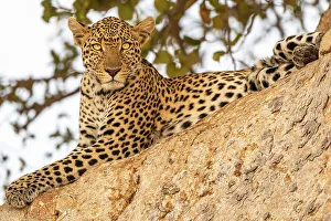 Africa, Tanzania, Ruaha National Park. A beautiful young leopard in a tree
