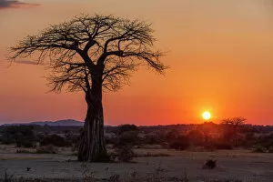 Images Dated 19th December 2022: Africa, Tanzania, Ruaha National Park. Sunrise with baobab