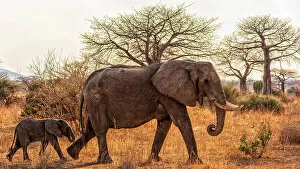 Images Dated 19th December 2022: Africa, Tanzania, Ruaha National Park. A female elephant with baby walking with some baobab trees