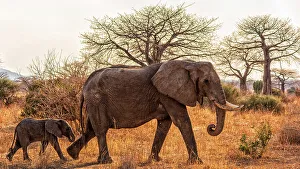 Africa, Tanzania, Ruaha National Park. A female elephant with baby walking with some baobab trees in the background