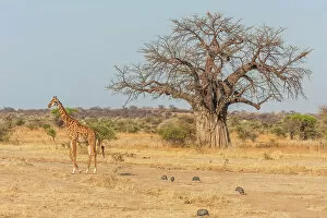 Images Dated 19th December 2022: Africa, Tanzania, Ruaha National Park. A giraffe walking by a baobab tree