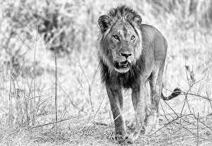 Images Dated 19th December 2022: Africa, Tanzania, Ruaha National Park. a black and white portrait of a beautiful young male lion