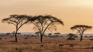 Images Dated 19th December 2022: Africa, Tanzania, Ruaha National Park. Impalas and acacias in the morning light