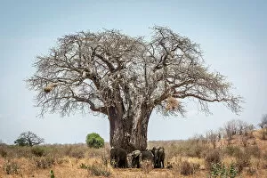 Images Dated 19th December 2022: Africa, Tanzania, Ruaha National Park. An elephant herd gathers in the shade of a baobab tree