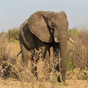 Bush Gallery: Africa, Tanzania, Ruaha National Park. Elephant