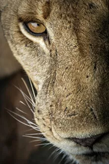 African Wildlife Gallery: Africa, Tanzania, Selous National Park. A nice portrait of a lioness. National Park