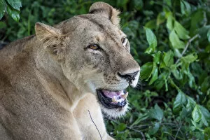 Images Dated 19th February 2020: Africa, Tanzania, Selous National Park. A nice portrait of a lioness