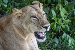 Africa, Tanzania, Selous National Park. A nice portrait of a lioness