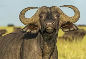 africa, Tanzania, Serengeti. A buffalo portrait