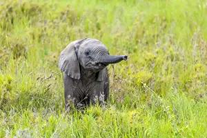 Tanzanian Prints: africa, Tanzania, Serengeti. A cute elephant playing