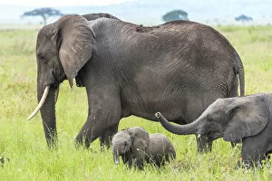 africa, Tanzania, Serengeti. An elephant family with two cubs