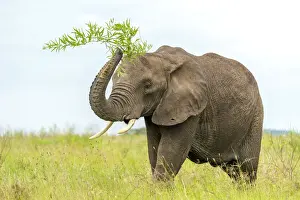Tanzanian Prints: africa, Tanzania, Serengeti. An elephant playing with food