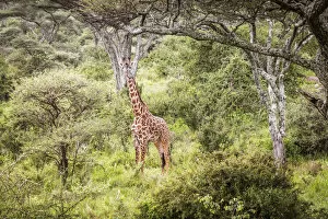 africa, Tanzania, Serengeti. A giraffe in the forest