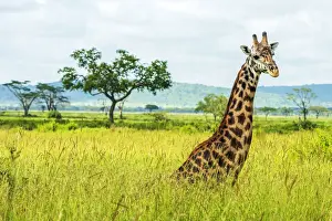 Seronera Prints: africa, Tanzania, Serengeti. A Giraffe in the Serengeti Landscape