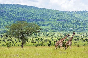 Images Dated 26th February 2021: africa, Tanzania, Serengeti. Giraffes in the Serengeti Landscape