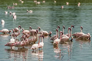 Images Dated 26th February 2021: africa, Tanzania, Serengeti. Greater and Lesser Flamingos in a little natural lake