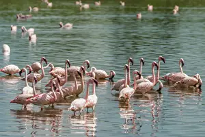 Greater Prints: africa, Tanzania, Serengeti. Greater and Lesser Flamingos in a little natural lake