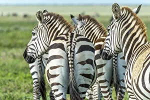 africa, Tanzania, Serengeti. A group of zebras, part of the migration