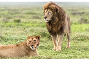 africa, Tanzania, Serengeti. A lion couple in the grass of the Serengeti