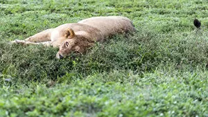 africa, Tanzania, Serengeti. A lioness in the grass of the Serengeti