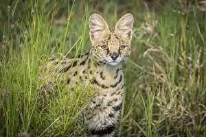 africa, Tanzania, Serengeti. A Serval Cat in the Serengeti plains