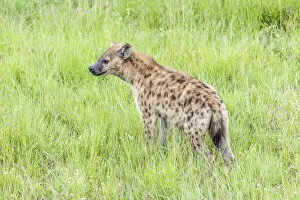 africa, Tanzania, Serengeti. A spottet hyena