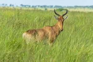 africa, Tanzania, Serengeti. A topi antelope in the Serengeti plains