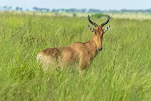 Plain Prints: africa, Tanzania, Serengeti. A topi antelope in the Serengeti plains