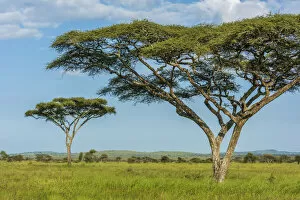 Images Dated 26th February 2021: africa, Tanzania, Serengeti. Typical landscape of the plain with the acacia trees