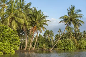 Africa, Tanzania, Tanga, Pangani. A boat excursion on the Pangani river