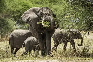 Tanzanian Gallery: Africa, Tanzania, Tarangire National Park. An elephant family browsing