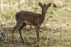 Africa, Tanzania, Tarangire National Park. A female Kirks dik-dik