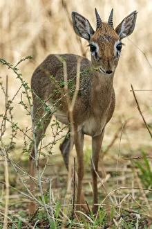 Africa, Tanzania, Tarangire National Park. A male Kirks dik-dik