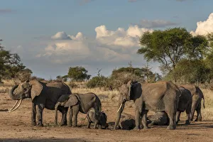 Africa, Tanzania, Tarangire National Park. An elephant family taking a mud bath at sunset