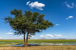 Images Dated 19th December 2018: Africa, Tanzania, Tarangire National Park. Landscape with a lone tree and a swamp