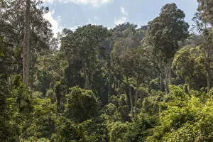 Images Dated 19th December 2018: Africa, Tanzania, Usambara Mountains. The Shagayu forest