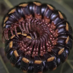 Africa, Tanzania, Usambara Mountains. Tanzanian Red Legged Millipede curled up