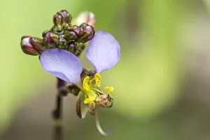 Images Dated 19th December 2018: Africa, Tanzania, Usambara Mountains. Violet Orchid