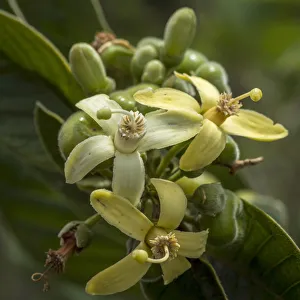 Botanic Prints: Africa, Tanzania, Usambara Mountains. Flowers