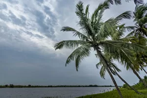 Images Dated 28th September 2016: Africa, Togo, Aneho. Palms on the shores of the Togo Lake