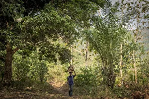 Africa, Togo, Kloto, Kpalima area. Man carrying heavy fire wood through the forest