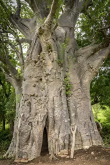 Images Dated 28th September 2016: Africa, Togo, Koutammakou. Sacred old baobab tree